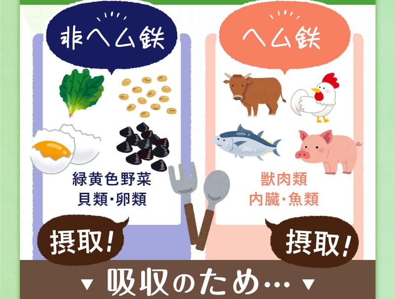 ヘム鉄と非ヘム鉄の違い